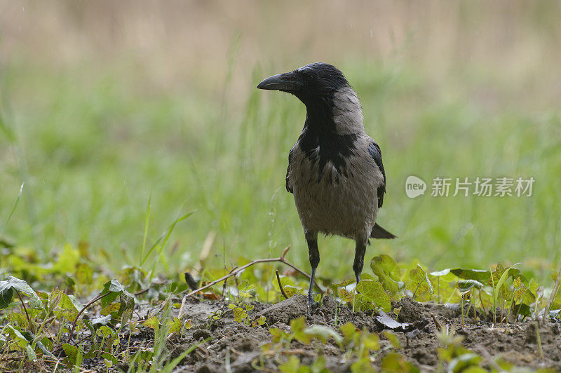 冠乌鸦(Corvus cornix)